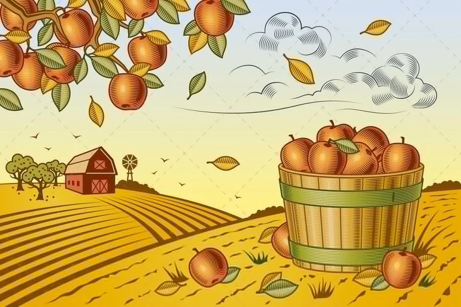 ایلوستریشن سطل سیب و منظره برداشت محصول