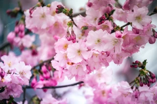 شکوفه های گیلاس صورتی لطیف