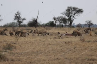 عکس استوک شیر در حال شکار در آفریقا