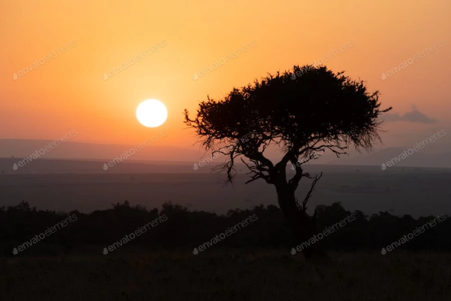 عکس استوک درخت تاریک در پس زمینه غروب خورشید