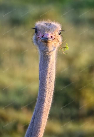 عکس استوک باکیفیت شترمرغ از نزدیک