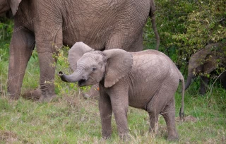 عکس استوک بچه فیل با پس زمینه مادرش