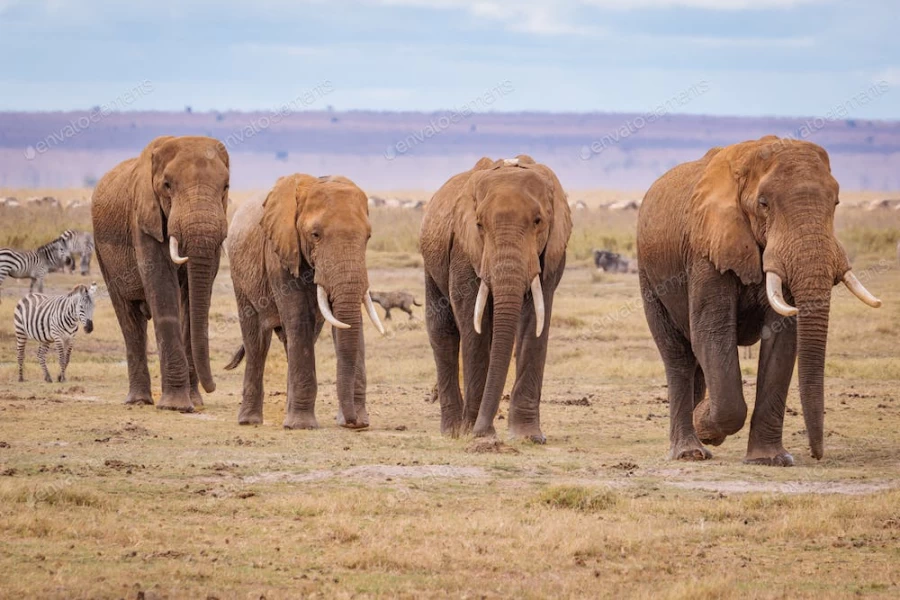 عکس استوک فیل ها در حال حرکت در طبیعت