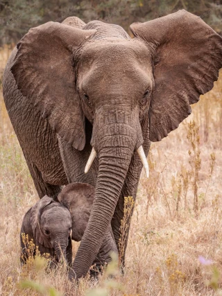 تصویر با کیفیت فیل با بچه اش