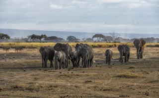 عکس استوک گروهی از فیل ها در حال حرکت در طبیعت