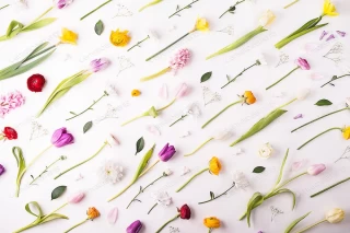 عکس استوک گل های بهاری در پس زمینه روشن