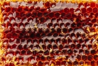 عکس استوک شانه ی زنبور عسل از نمای نزدیک