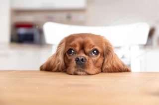 عکس استوک توله سگ پشمالو پشت میز غذاخوری